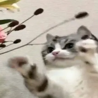 😸 8cdeee63 cat, pet, animal, playful, cute, kitten whatsapp sticker