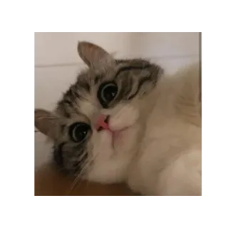 😨 9338a686 cat, animal, pet, cute, kitten, domestic whatsapp sticker