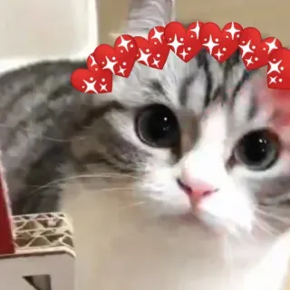 💋 98731b0b cat, animal, hearts, cute, domestic animal whatsapp sticker