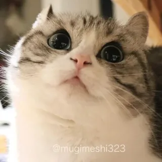 😍 a6ebca30 cat, cute, pet, animal, adorable, eyes whatsapp sticker