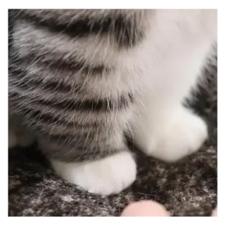 ❤️ b7fb6127 cat, animal, kitten, paw, cute whatsapp sticker