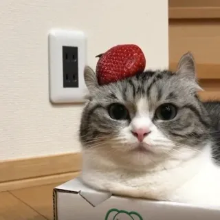🍓 c1a6140d cat, strawberry, animal, pet, cute whatsapp sticker