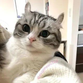 😍 d2031e3a cat, pet, animal, cute, domestic, ears, mugimeshi329 whatsapp sticker