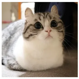 😘 d49dc68e cat, cute, animal, pet, kitten whatsapp sticker