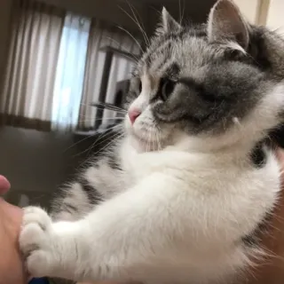 😒 e0b2c64a cat, animal, domestic cat, pet whatsapp sticker