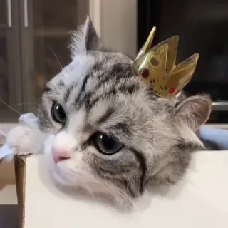 👑 e709e778 cat, crown, kitten, cute, animal whatsapp sticker