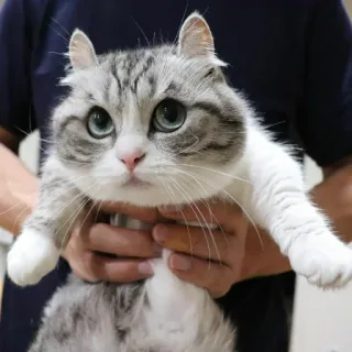 😫 efbb7f51 cat, cute, pet, animal whatsapp sticker