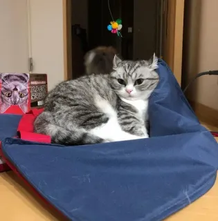 🛏 fba56fc9 cat, pet, animal, cute, feline whatsapp sticker