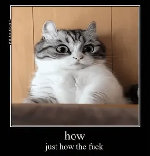 💀 57028064 how
just how the fuck mèo, hài hước, meme, động vật, sốc, xúc phạm telegram sticker