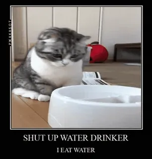 💦 75f47029 SHUT UP WATER DRINKER
I EAT WATER mèo, nước, meme, hài hước, thú cưng, động vật telegram sticker