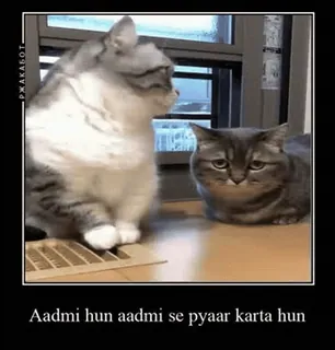 😘 7773bea2 Aadmi hun aadmi se pyaar karta hun mèo, meme, động vật, tình yêu, cụm từ telegram sticker