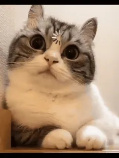 🤔 b23f9221 mèo, động vật, dễ thương, mèo con, thú cưng, đang tải, hài hước telegram sticker