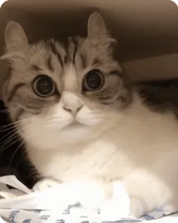 🌟 01656ca7 แมว, ลูกแมว, น่ารัก, สัตว์เลี้ยง, สัตว์, เลี้ยงในบ้าน telegram sticker