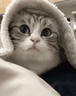 🌟 01e50ab7 แมว, น่ารัก, สัตว์, สัตว์เลี้ยง, ฮู้ด telegram sticker