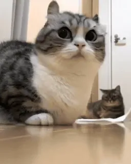 @KomaruLove - Pack One 💖 whatsapp stickers