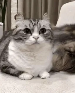 🌟 0dd3df6d แมว, น่ารัก, สัตว์เลี้ยง, เลี้ยงในบ้าน, สัตว์ telegram sticker