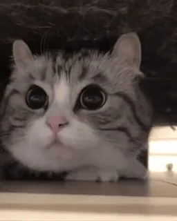 🌟 0f077809 แมว, น่ารัก, ลูกแมว, ตา, สัตว์ telegram sticker