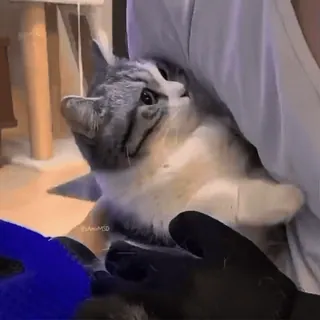 🌟 4af4a176 แมว, สัตว์เลี้ยง, กรูมมิ่ง, สัตว์, ในประเทศ telegram sticker