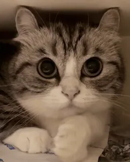 🌟 4ea633ce แมว, น่ารัก, สัตว์, ตา, สัตว์เลี้ยง telegram sticker