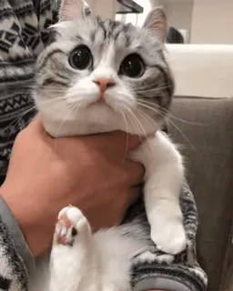 🌟 71348718 แมว, ลูกแมว, น่ารัก, ตาโต, สัตว์ telegram sticker