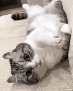 🌟 812f3825 แมว, น่ารัก, สัตว์, สัตว์เลี้ยง, แมว, แมว telegram sticker