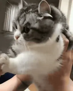 @KomaruLove - Pack One 💖 telegram stickers