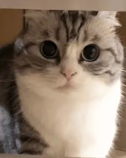 🌟 9ef38f55 แมว, น่ารัก, สัตว์, ตาโต, ลูกแมว, สัตว์เลี้ยง telegram sticker