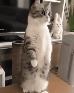 🌟 beba53ee แมว, ยืน, น่ารัก, สัตว์เลี้ยง, สัตว์ telegram sticker