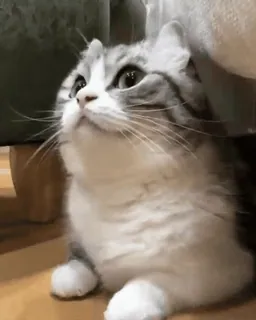 🌟 c4985381 แมว, น่ารัก, สัตว์เลี้ยง, สัตว์, สัตว์ตระกูลแมว telegram sticker