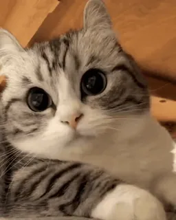 🌟 eaec10b0 แมว, สัตว์, น่ารัก, สัตว์เลี้ยง, ลูกแมว, ตา telegram sticker