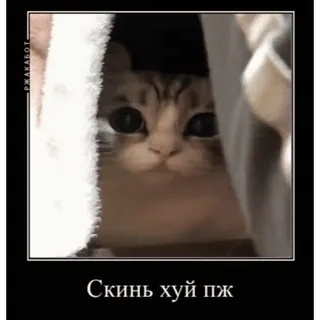 🤿 379c8fde Скинь хуй пж Katze, Meme, Russisch, Beleidigend telegram sticker