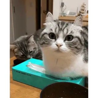 😀 77298ff2 Katze, süß, Haustier, Haustier, Katzenartig, Tier telegram sticker