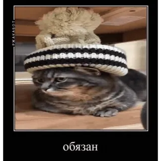 ❌ 78374090 обязан Katze, Hut, süß, Tier telegram sticker