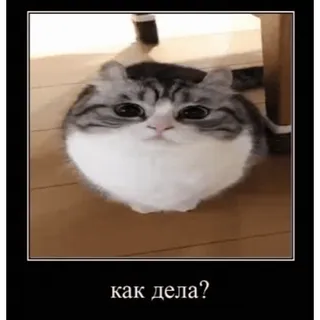 🤿 08cf37e5 как дела? 猫, 梗, 俄语, 搞笑, 动物, 宠物 telegram sticker