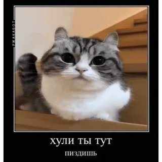 🤿 1f18ec26 хули ты тут
пиздишь 猫, 表情包, 冒犯, 俄语, 动物, 搞笑 telegram sticker