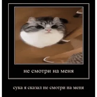 🤿 3b4058d2 не смотри на меня
сука я сказал не смотри на меня 猫, 表情包, 搞笑, 冒犯 telegram sticker