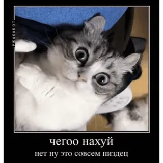🤿 625017d4 ЧЕГОО НАХУЙ
нет ну это совсем пиздец 猫, 俄语, 冒犯, 梗, 动物, 震惊 telegram sticker