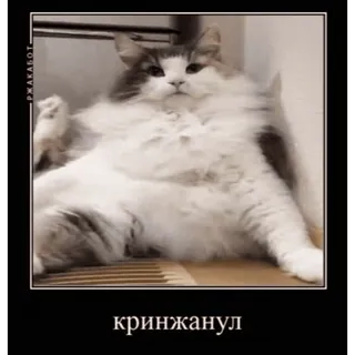 🤿 6d5fd98e кринжанул 猫, 梗, 搞笑, 动物, 家猫 telegram sticker