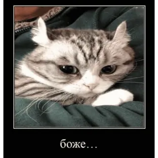 🤿 7323cd78 боже... 猫, 可爱, 搞笑, 梗, 俄语 telegram sticker