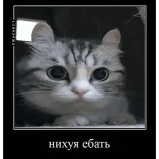 🤿 88322795 нихуя ебать 猫, 小猫, 动物, 表情包, 可爱 telegram sticker