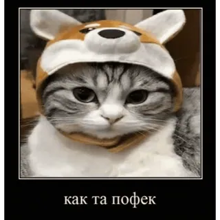 🤿 a3375429 как та пофек 猫, 小猫, 动物, 表情包, 俄语, 帽子 telegram sticker