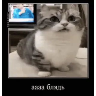 🤿 ac6bb369 аааа блядь 猫, 搞笑, 俄语, 梗 telegram sticker