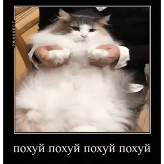 🤿 b651819a похуй похуй похуй похуй 猫, 俄语, 表情包, 毛茸茸, 搞笑 telegram sticker