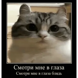 🤿 c1a36fe4 Смотри мне в глаза
Смотри мне в глаза блядь 猫, 表情包, 动物, 俄语, 冒犯 telegram sticker