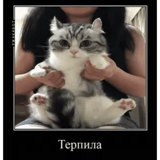 🤿 d8ba010f Терпила 猫, 宠物, 梗, 动物, 可爱 telegram sticker