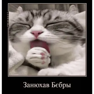🤿 ed17e144 Занюхав Бєбры 猫, 舔, 搞笑, 表情包 telegram sticker