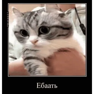 🤿 fbc55f4c Ебаать 猫, 表情包, 俄语, 俚语 telegram sticker