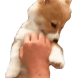😏 18811d3c cucciolo, cane, carino, mano, animale domestico telegram sticker