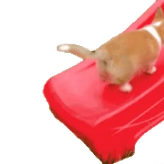 🐶 46777b29 cane, slitta, cucciolo, animale, carino telegram sticker