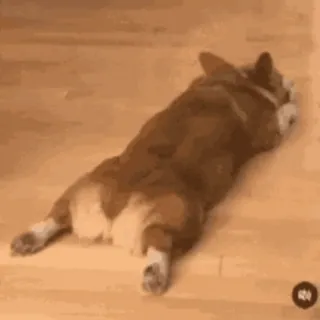 🐶 4ef7b3ce cane, corgi, sploot, carino, animale, animale domestico telegram sticker